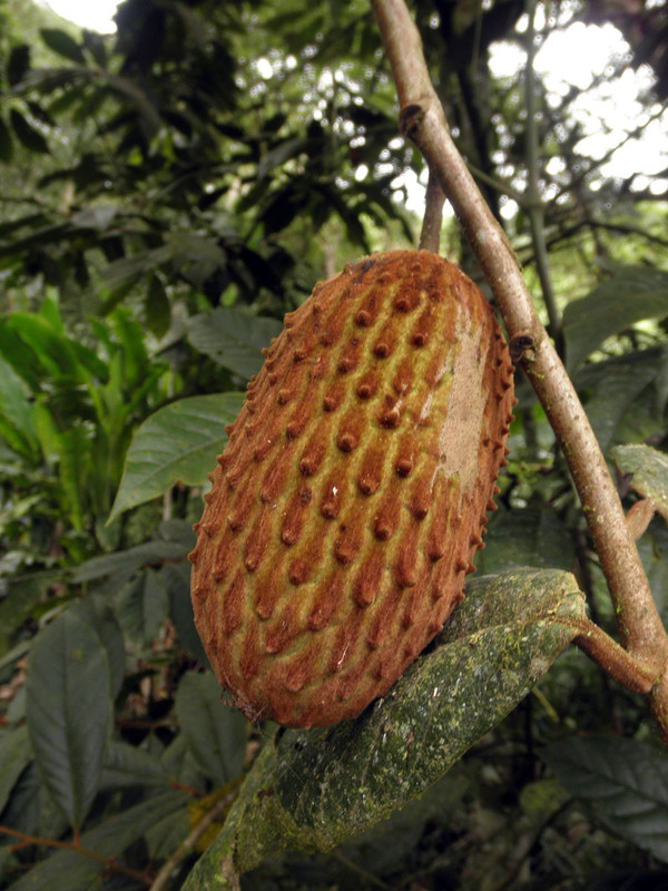 Annona(Raimondia) from Colombia