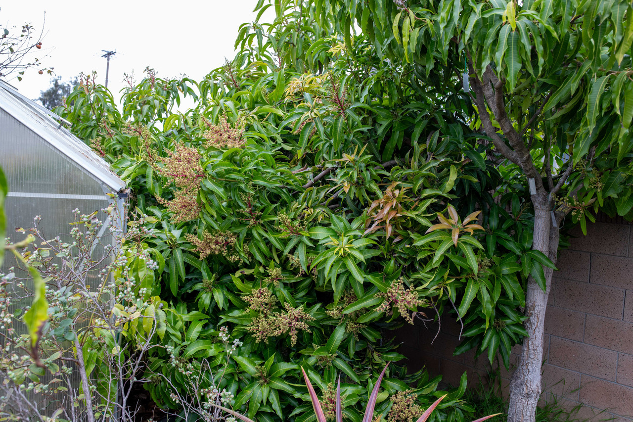 8U1A0519 Seacrest Coconut Cream Mango Tree Blooming (2 10 2026)