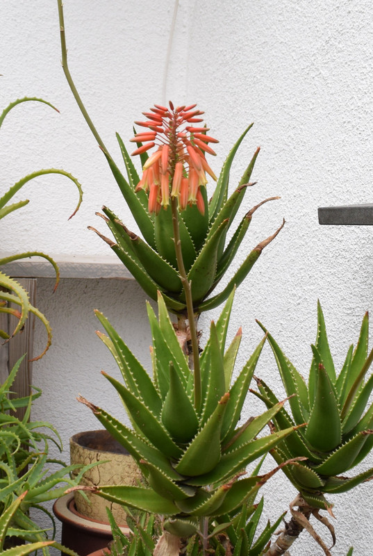 Aloe x delaetii flowering 2025
