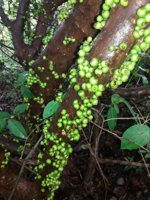 WhatsApp Image 2020-11-29 at 18.27.32 (11)