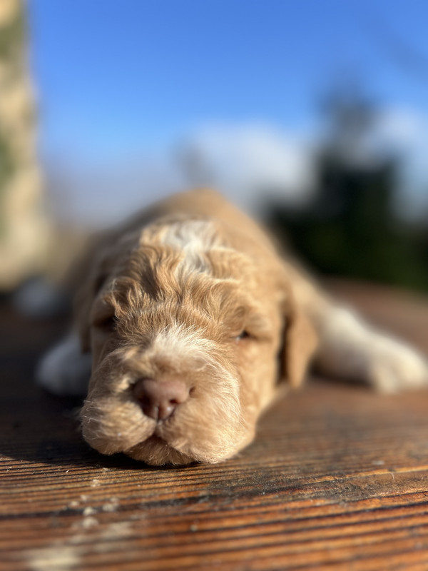 Lagotto Romagnolo male puppy – Litter F 2025 – close-up portrait, orange coat – photo 3, 21 days old