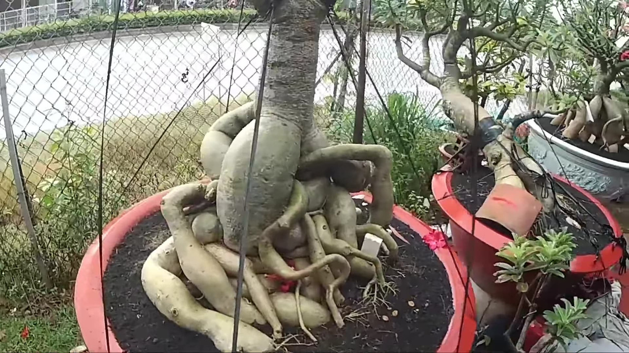 tie-adenium-in-place.jpg