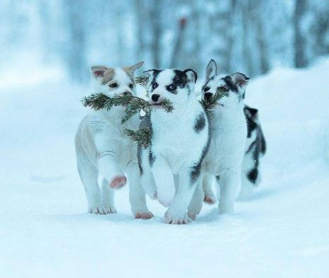 Finland-dogs.jpg