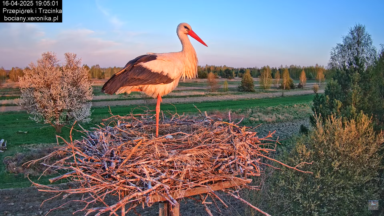 1642025bociany16