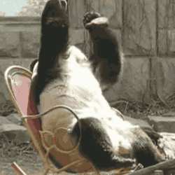 https://i.postimg.cc/VkkymFXq/h-13916.gif