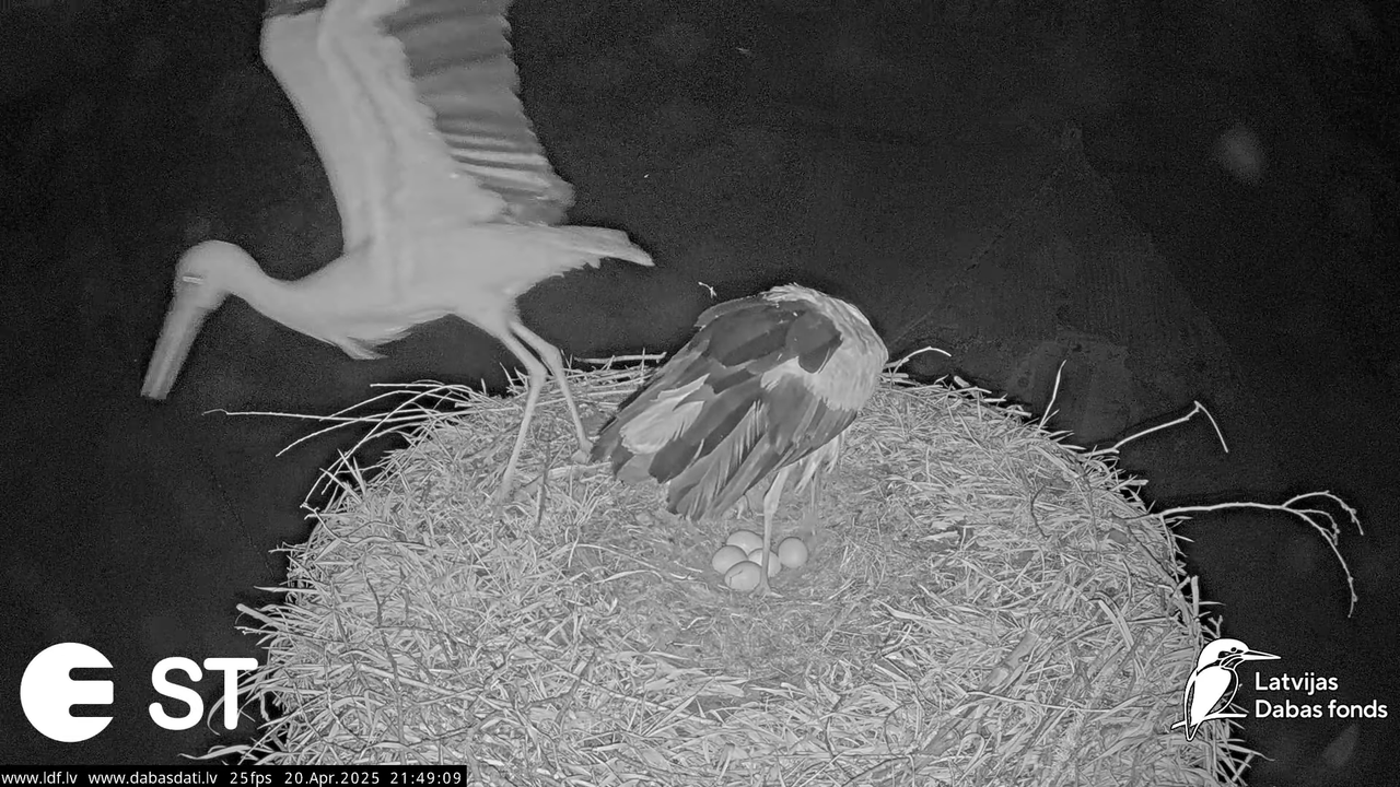 (47) Baltie stārķi (Ciconia ciconia) Tukuma novadā __ White storks in Tukums, Latvia - YouTube - 84_