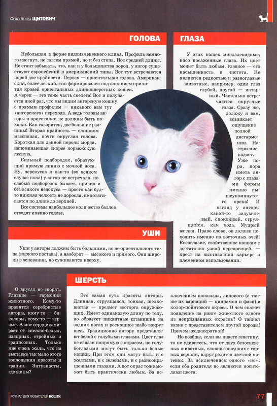 Друг кошек № 8 2009-72