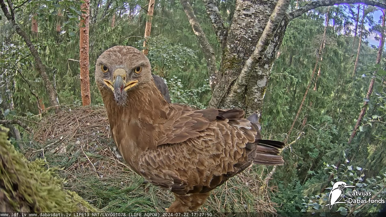 Mazais ērglis (Clanga pomarina), ligzda bērzā - LDF tiešraide 13-29-15 screenshot