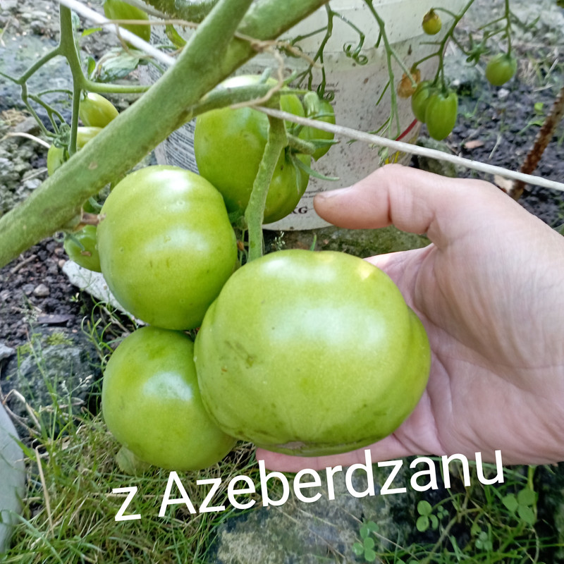 Obrazek