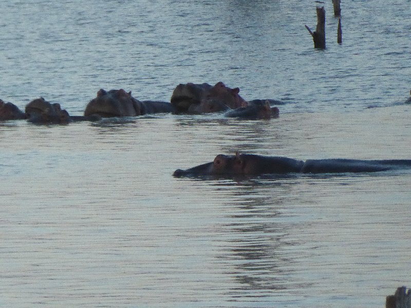 Un poquito de Kenia: Lagos Naivasha y Nakuru, Samburu y Masai Mara - Blogs of Kenya - PARQUE NACIONAL DE LAGO NAIVASHA (1)