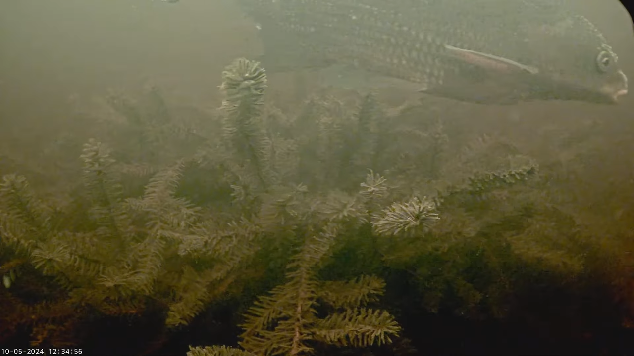 Zivju nārsts Daugavā 2024 5-35-9 screenshot