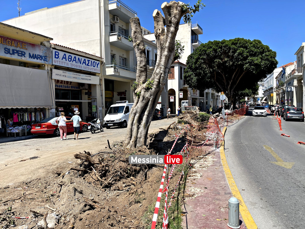 δεντρα image00002