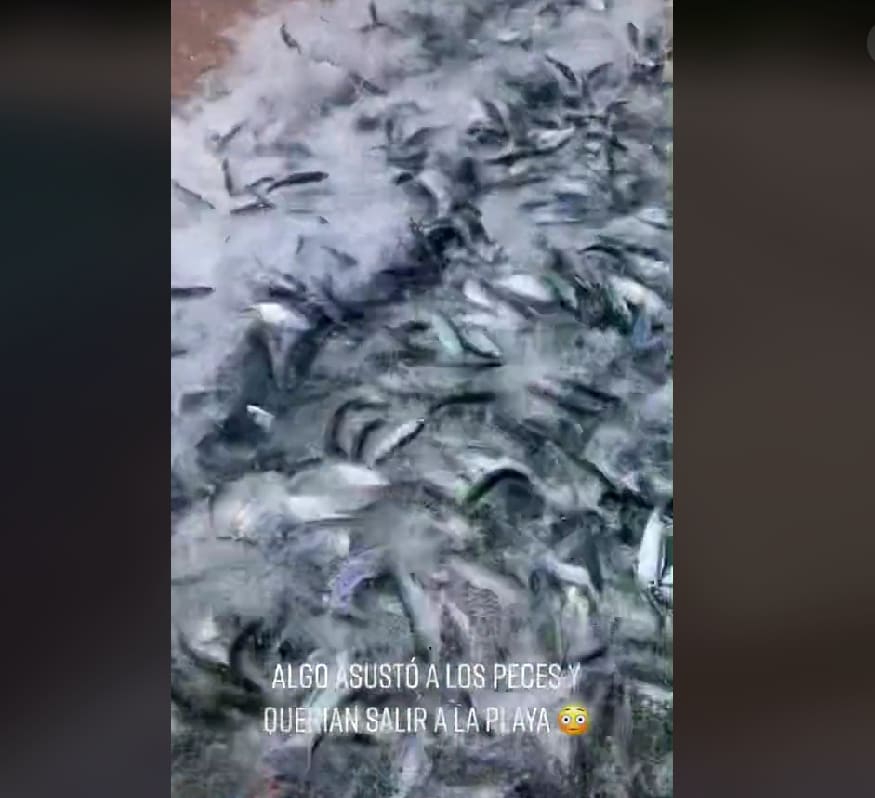 Peces huyen del mar de forma extraña en Baja California Sur