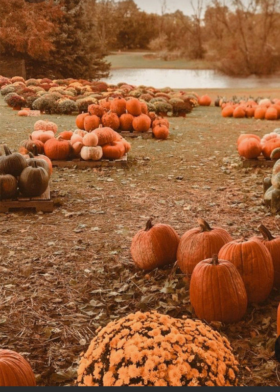 Screenshot_20230302_004635_Pinterest