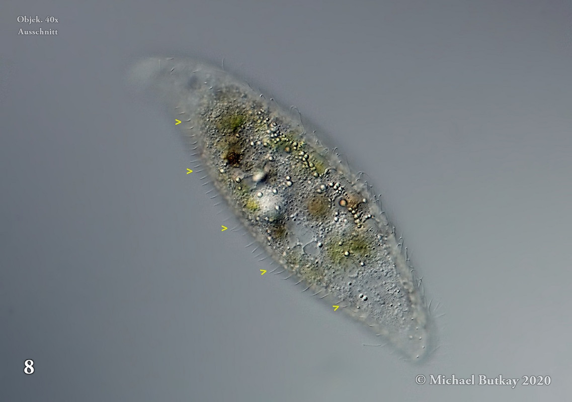 Bild 8_Loxodes striatus_I4A1444_21-03-2020b