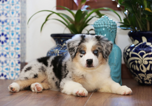 Australian Shepherds for Sale 