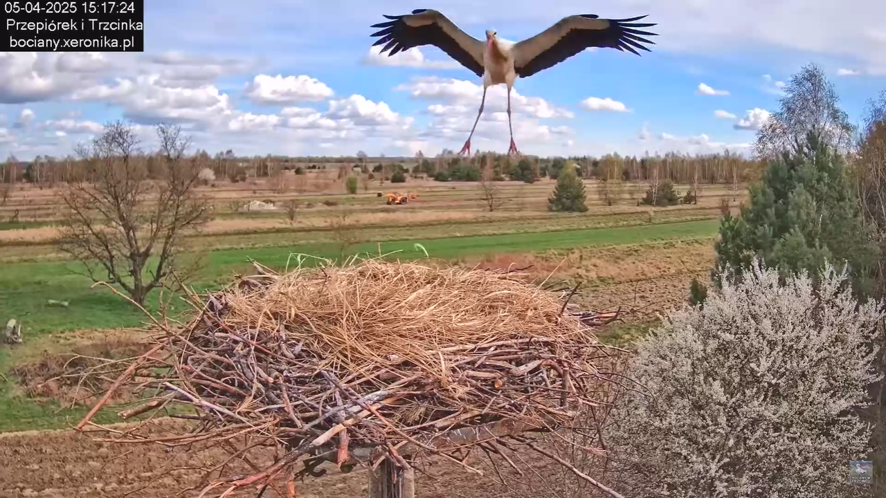 05042025paresekundwgniezdzie_3
