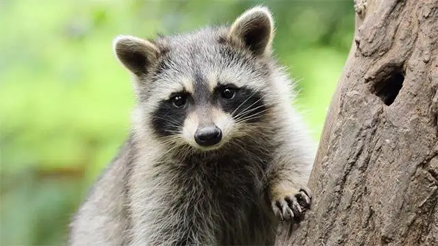 Orlando wildlife removal