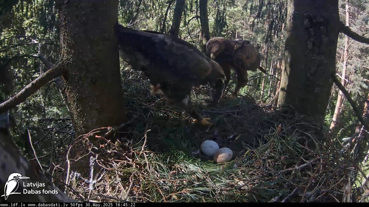 Mazais ērglis (Clanga pomarina), ligzda eglē __ Lesser spotted eagle in spruce, Zemgale, Latvia 13-3