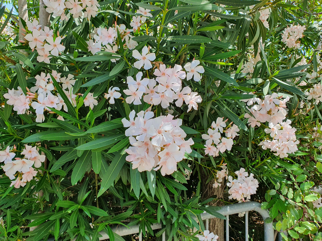 Цветки белого олеандра на улице Дорога Руппина, Хайфа