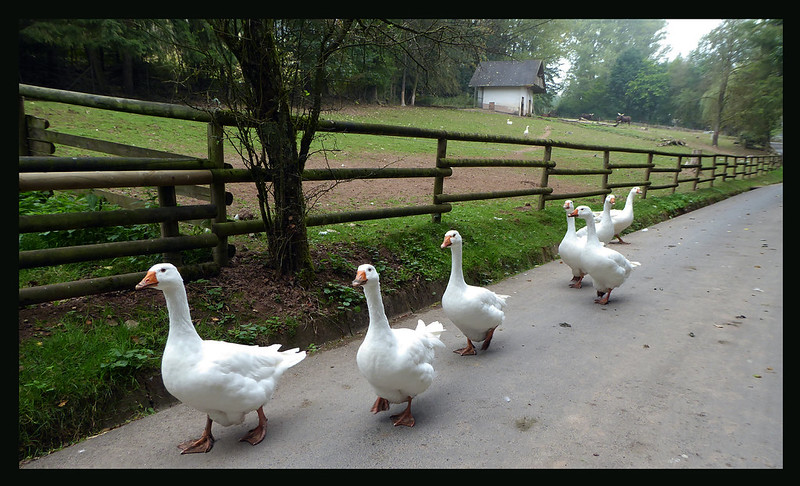 whitegeesewalking.jpg