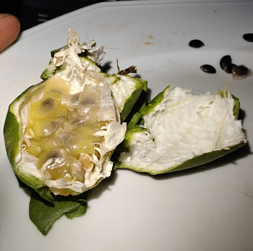 maypop