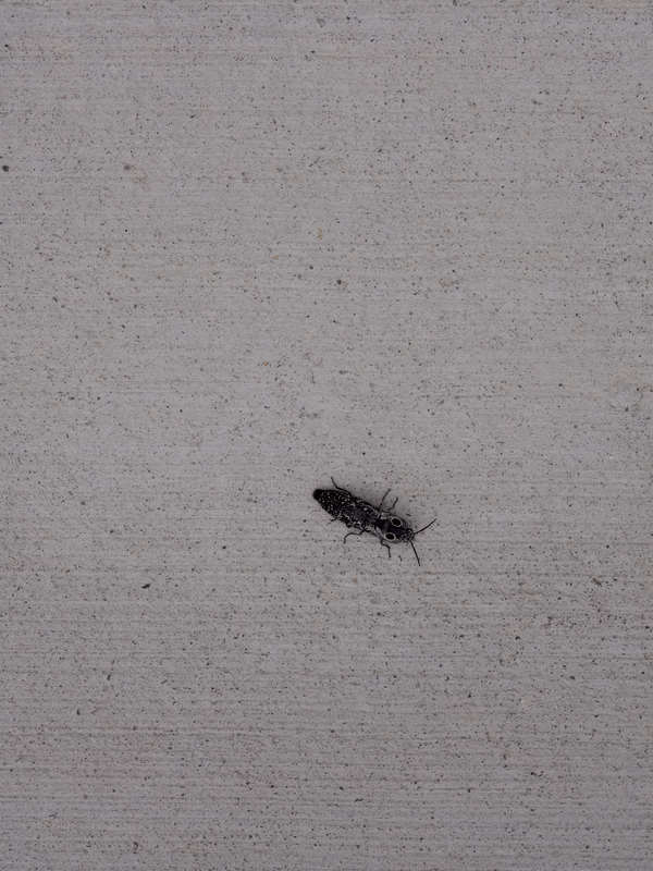 3x bug