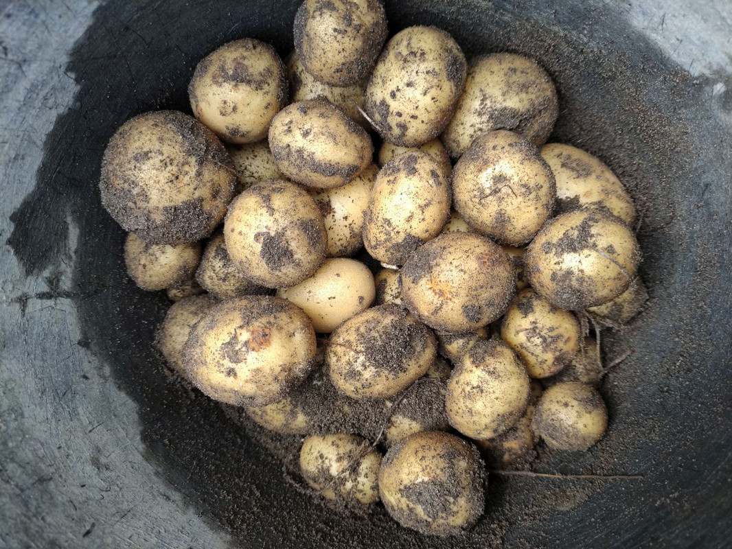 kartoffeln-eimer.jpg
