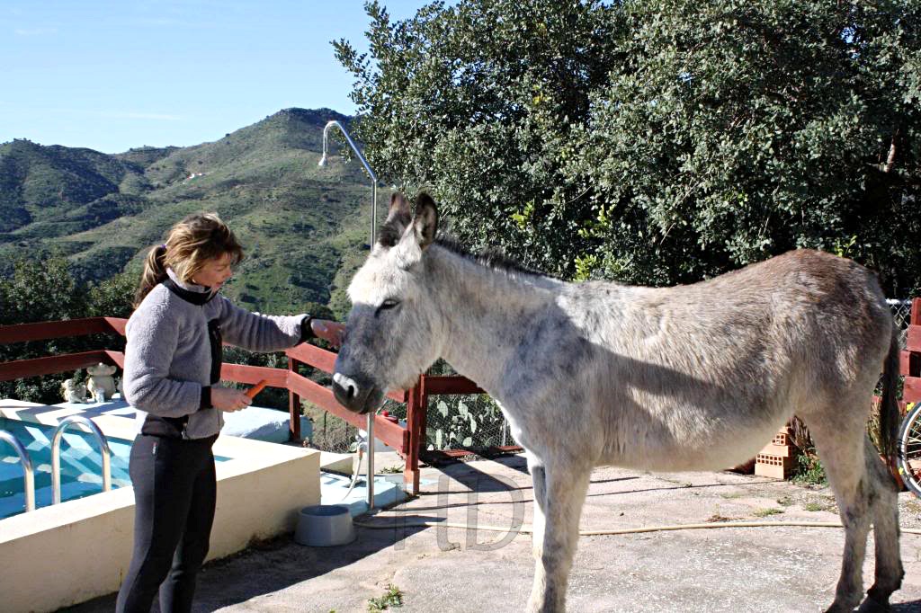 Don-donkey-Spain-HD.jpg