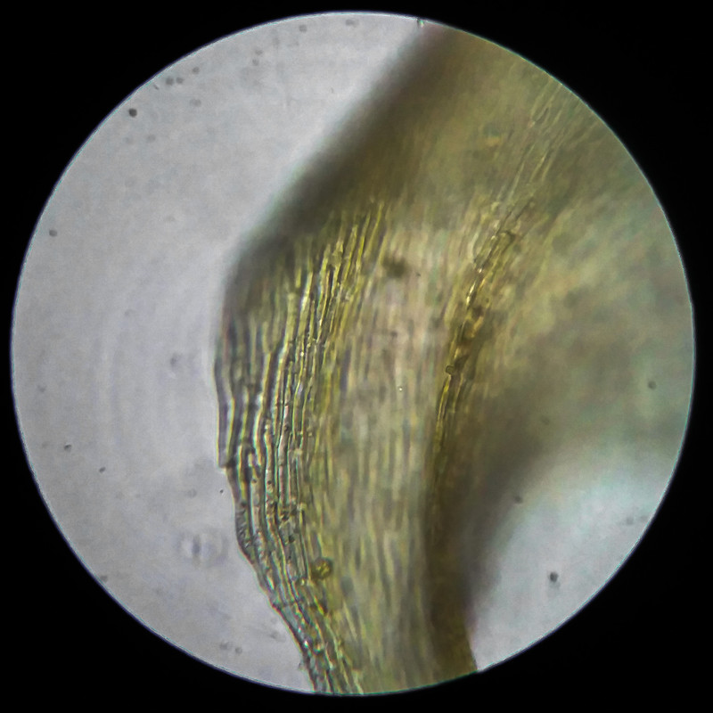 IMG 20250614 203336 HDR