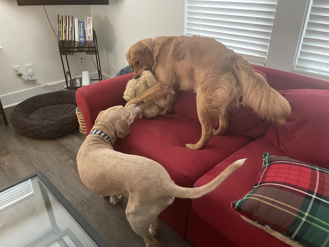 golden on a couch playing tug with a lab mix on the floor