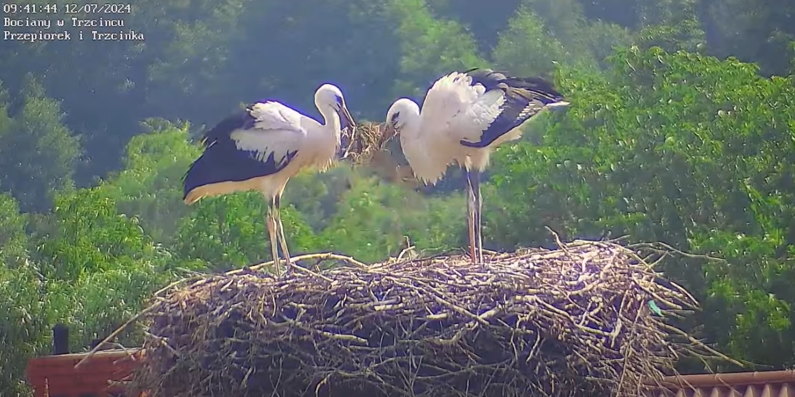 najpierwzrobmysajgon