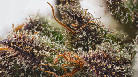 Strain Image 2