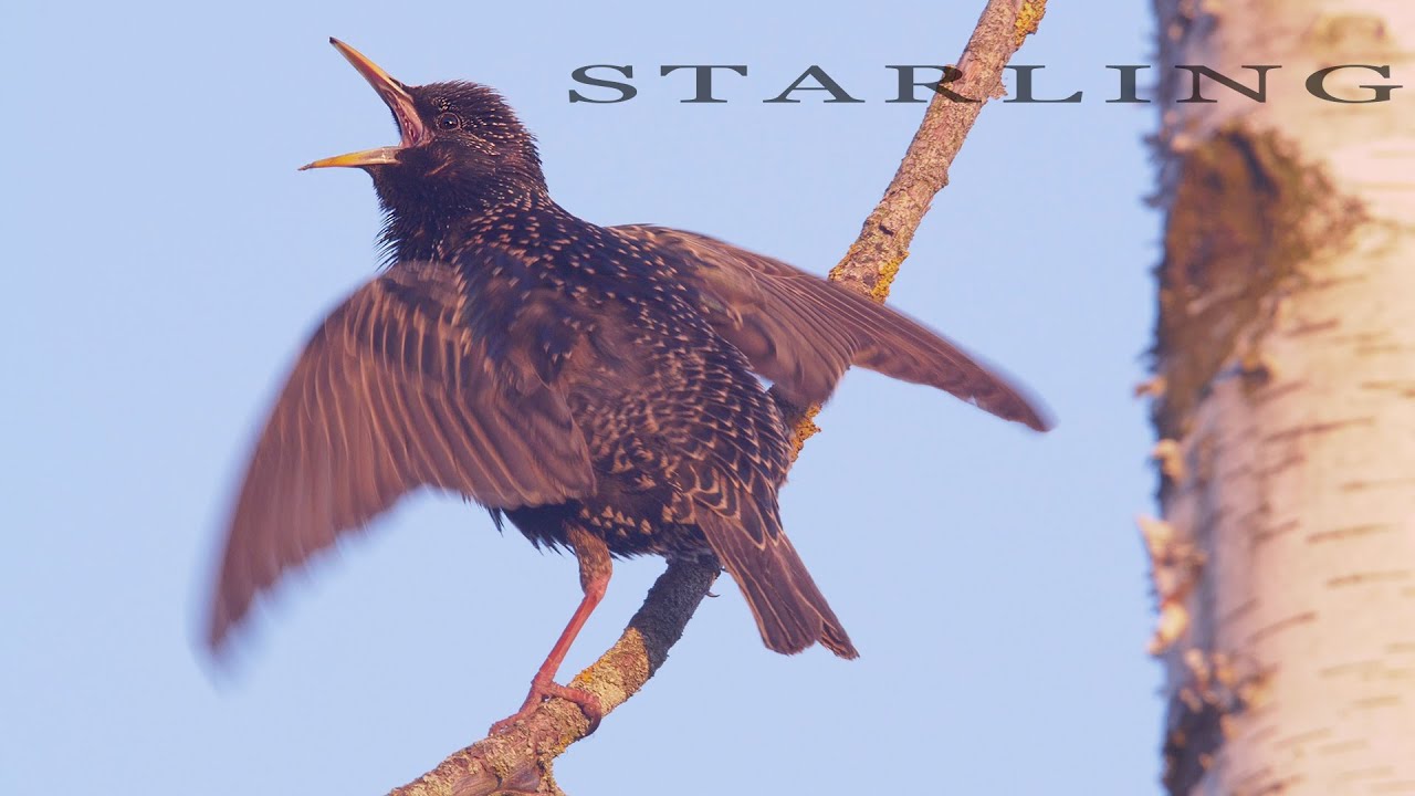 What Do Starlings Eat in the Winter?