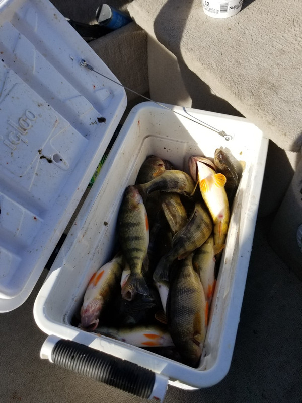 big perch catch