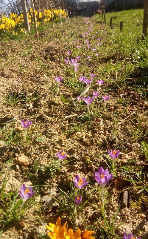 newbed-crocus.jpg