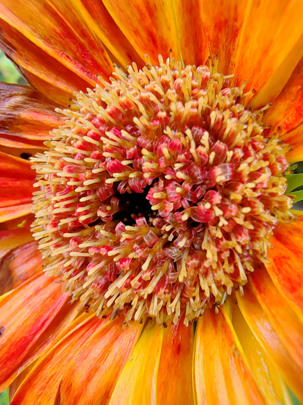 makro bunga daisy