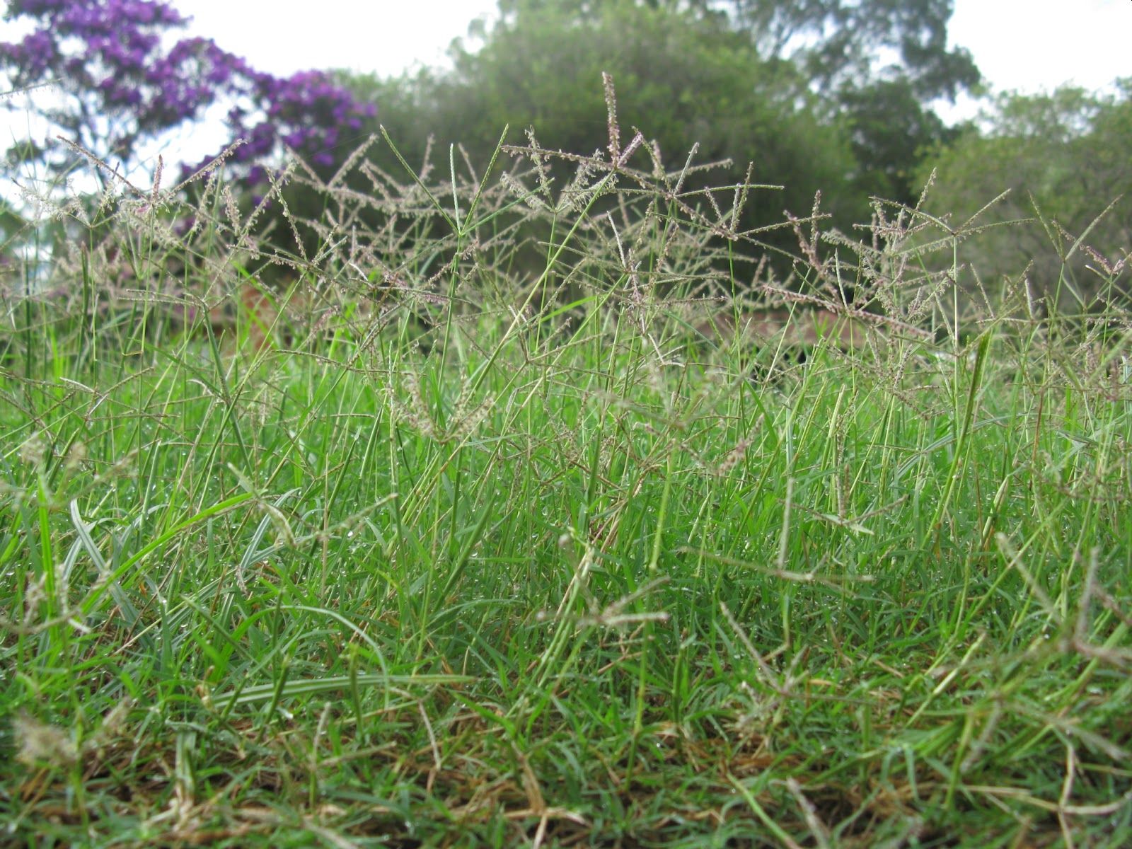bermuda-seed-heads-postimages