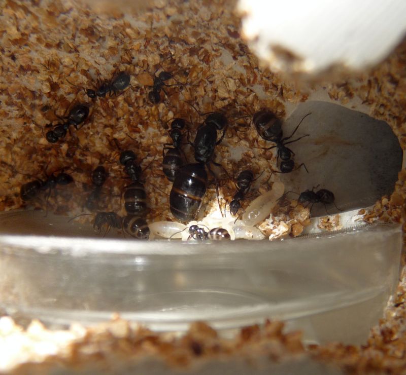 0104-Camponotus2.jpg