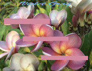 Plumeria_violet-gray