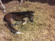 Nachwuchs Mai 2023 RSAR IMG_1133