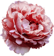 Blossom-Elements-83