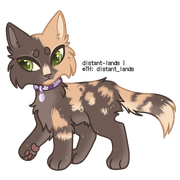 dilute "lilac" tortoiseshell