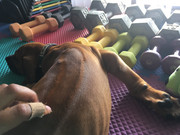 Rocco the Rhodesian Ridgeback 3