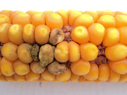 Aspergillus flavus en esp maíz- Ferrer IPAVE INTA para enfermedades de maíz