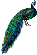 Peacock-Dreams-MM-Element-115