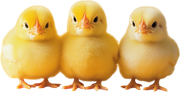 MVDEgg-Hunt-Pack-P4-S-14