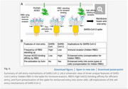 Cell entry of coronavirus_SARS-Cov-2 versus SARS-Cov