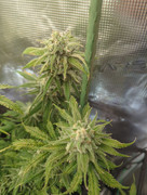 IMG_20250503_063015_683