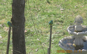 RedRumped_or_Grass Parrot_001